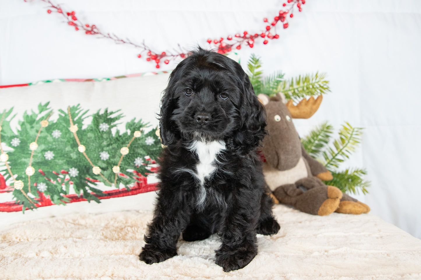 Cindi-Cocker Spaniel Female