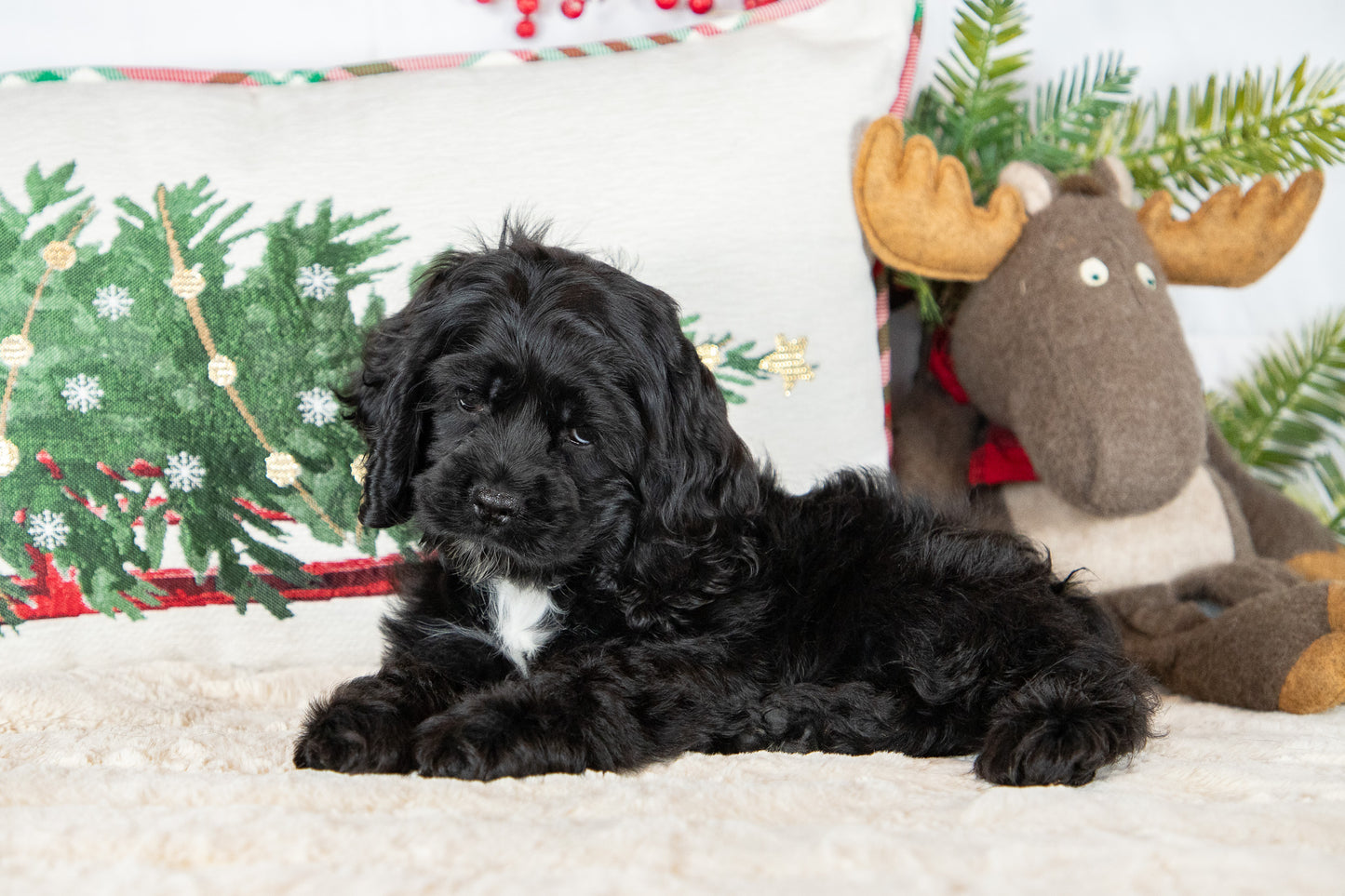 Cindi-Cocker Spaniel Female