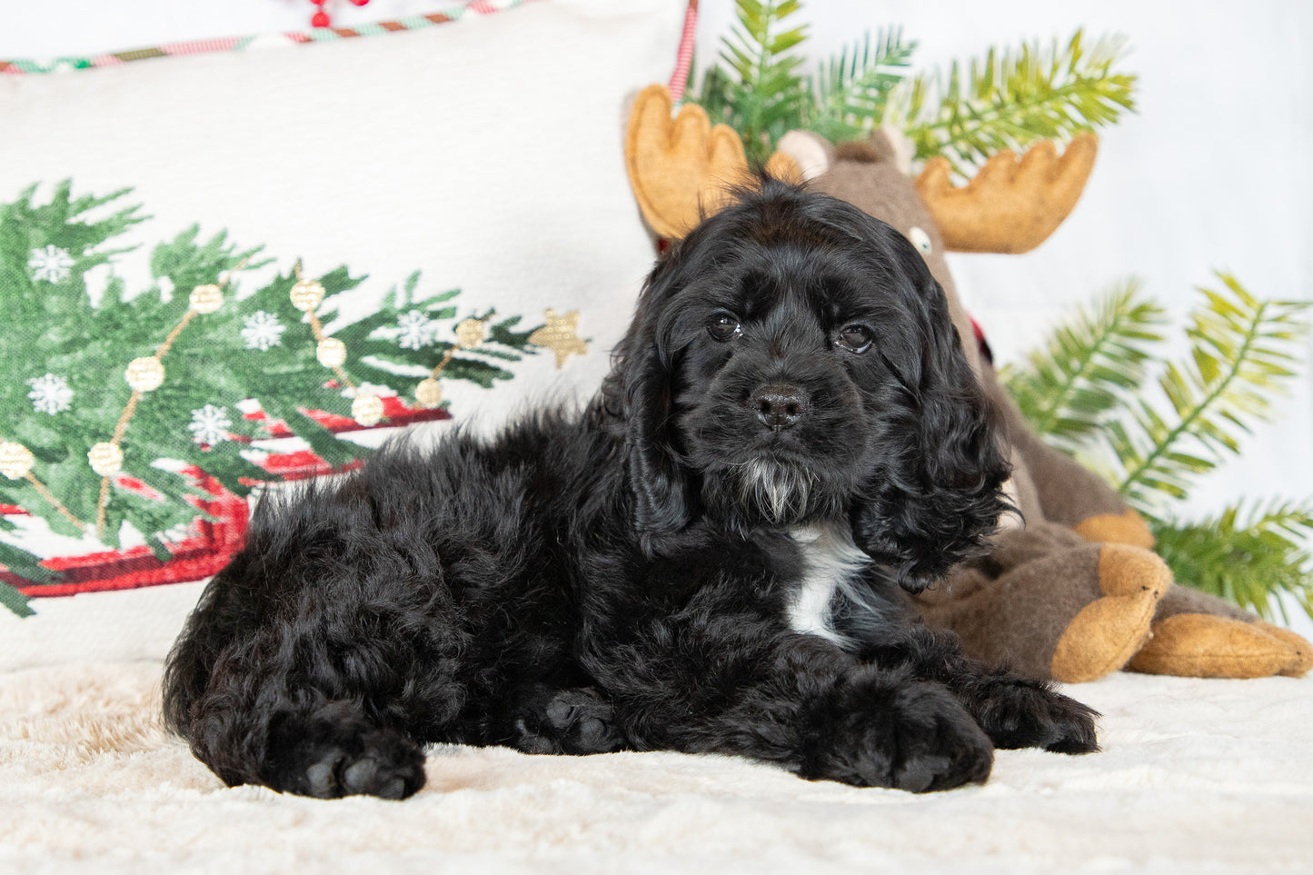 Cindi-Cocker Spaniel Female