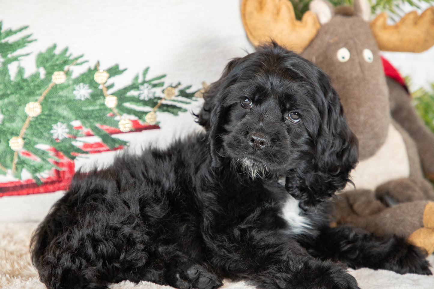 Cindi-Cocker Spaniel Female