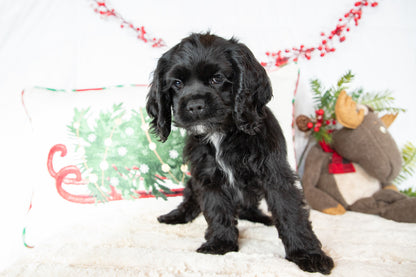 Cece- Cocker Spaniel Female