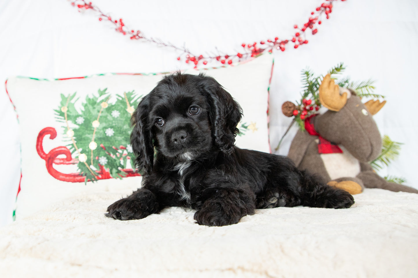 Cece- Cocker Spaniel Female