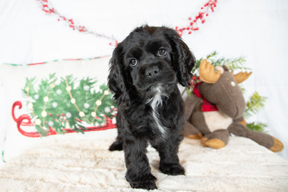 Cece- Cocker Spaniel Female