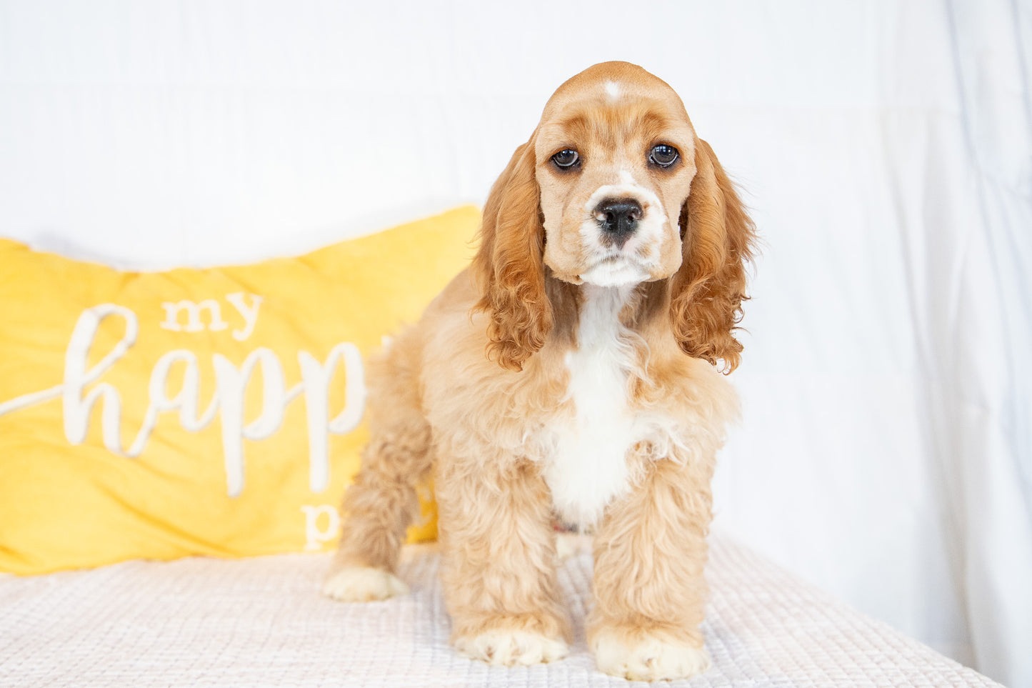 Finn-Cocker Spaniel Male