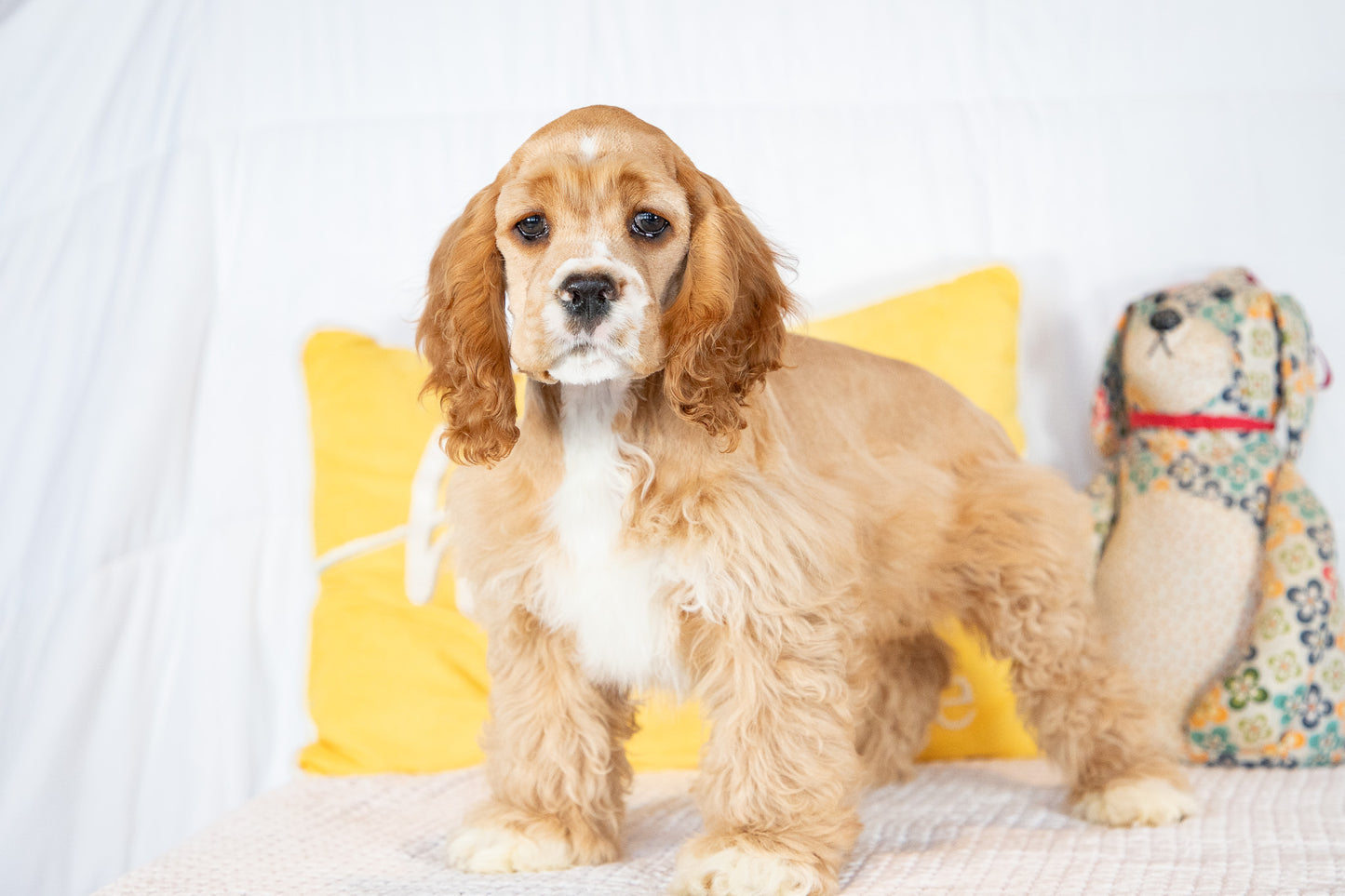 Finn-Cocker Spaniel Male