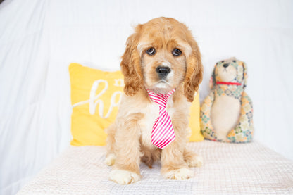 Fletcher-Cocker Spaniel Male