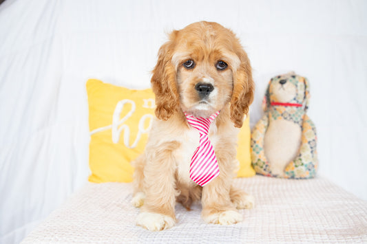 Fletcher-Cocker Spaniel Male