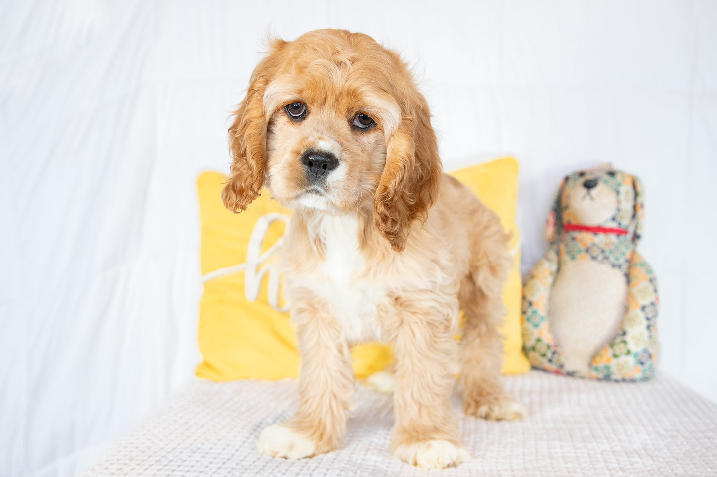 Fletcher-Cocker Spaniel Male