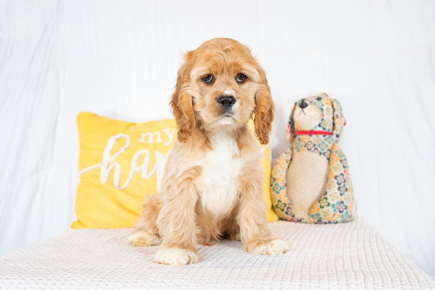 Fletcher-Cocker Spaniel Male