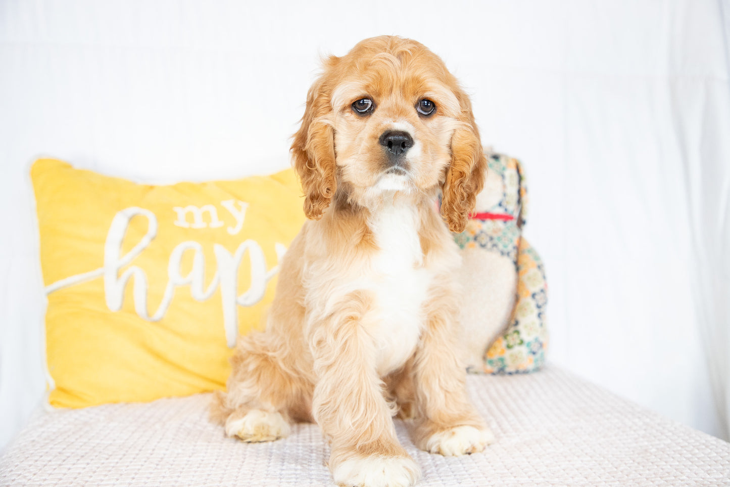 Fletcher-Cocker Spaniel Male