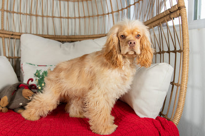 Jingle-Cocker Spaniel Male