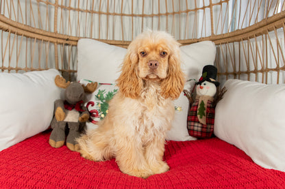 Jingle-Cocker Spaniel Male