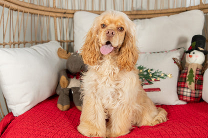 Jingle-Cocker Spaniel Male