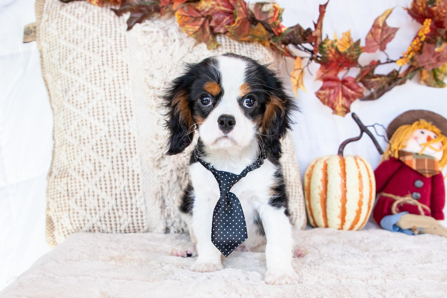 Peter-Cavalier King Charles Male