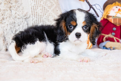 Peter-Cavalier King Charles Male