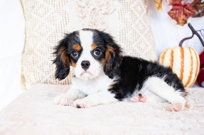 Peter-Cavalier King Charles Male