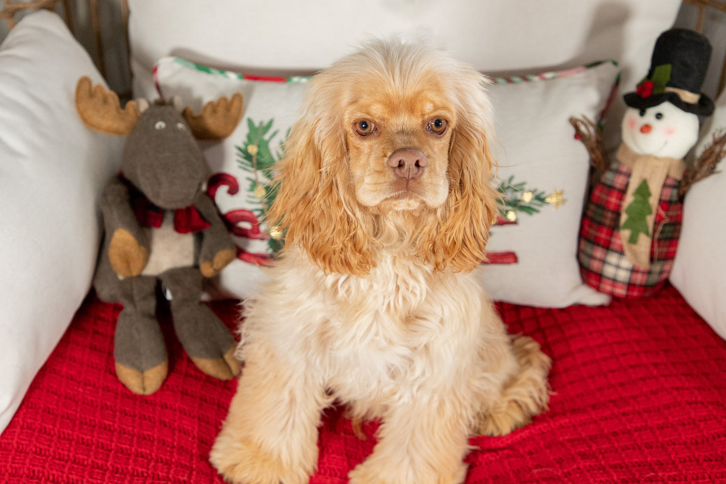 Jingle-Cocker Spaniel Male