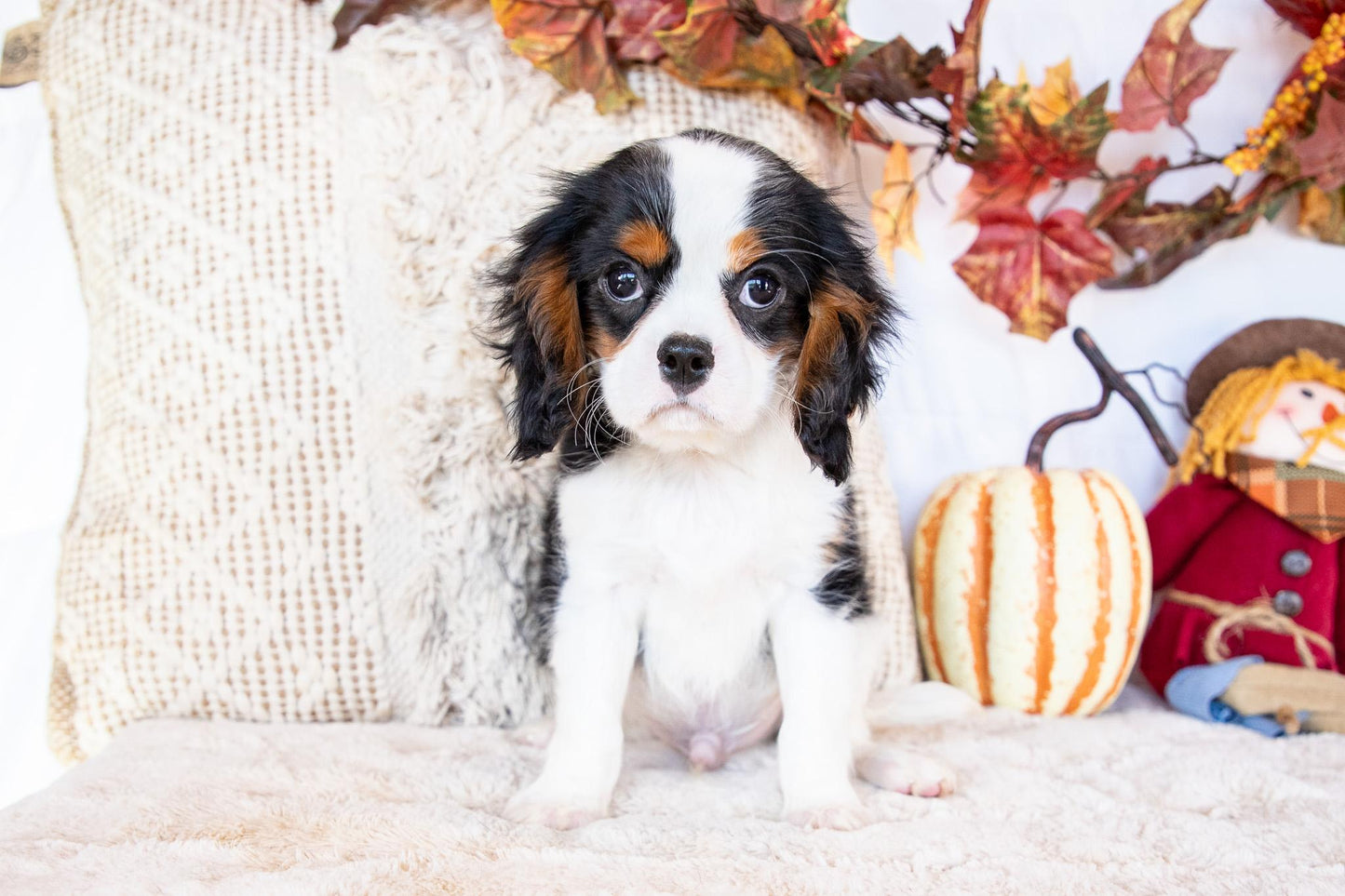 Peter-Cavalier King Charles Male