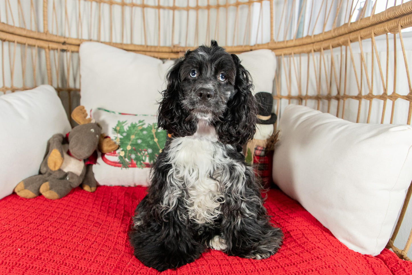 Riley-Cocker Spaniel Female