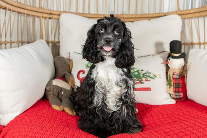 Riley-Cocker Spaniel Female