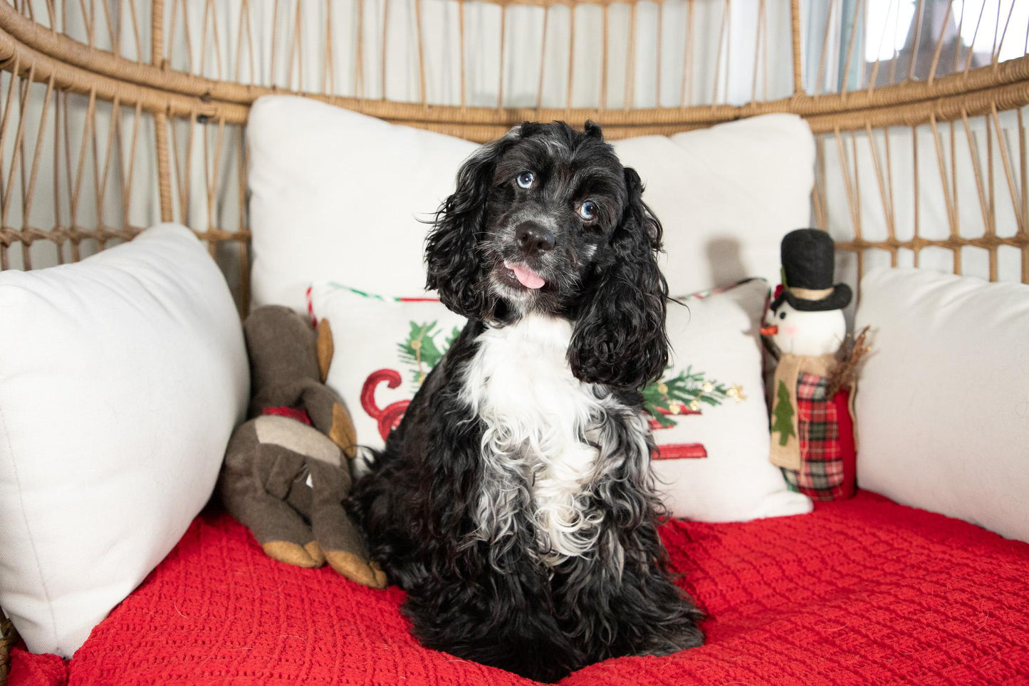 Riley-Cocker Spaniel Female