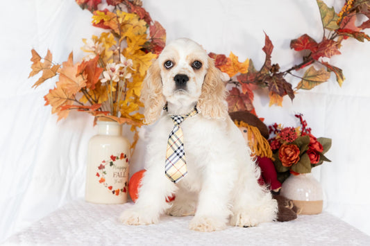 Cocker Spaniel Male (Theo)