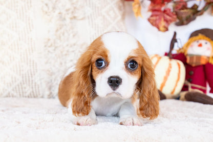 Polo-Cavalier King Charles Male