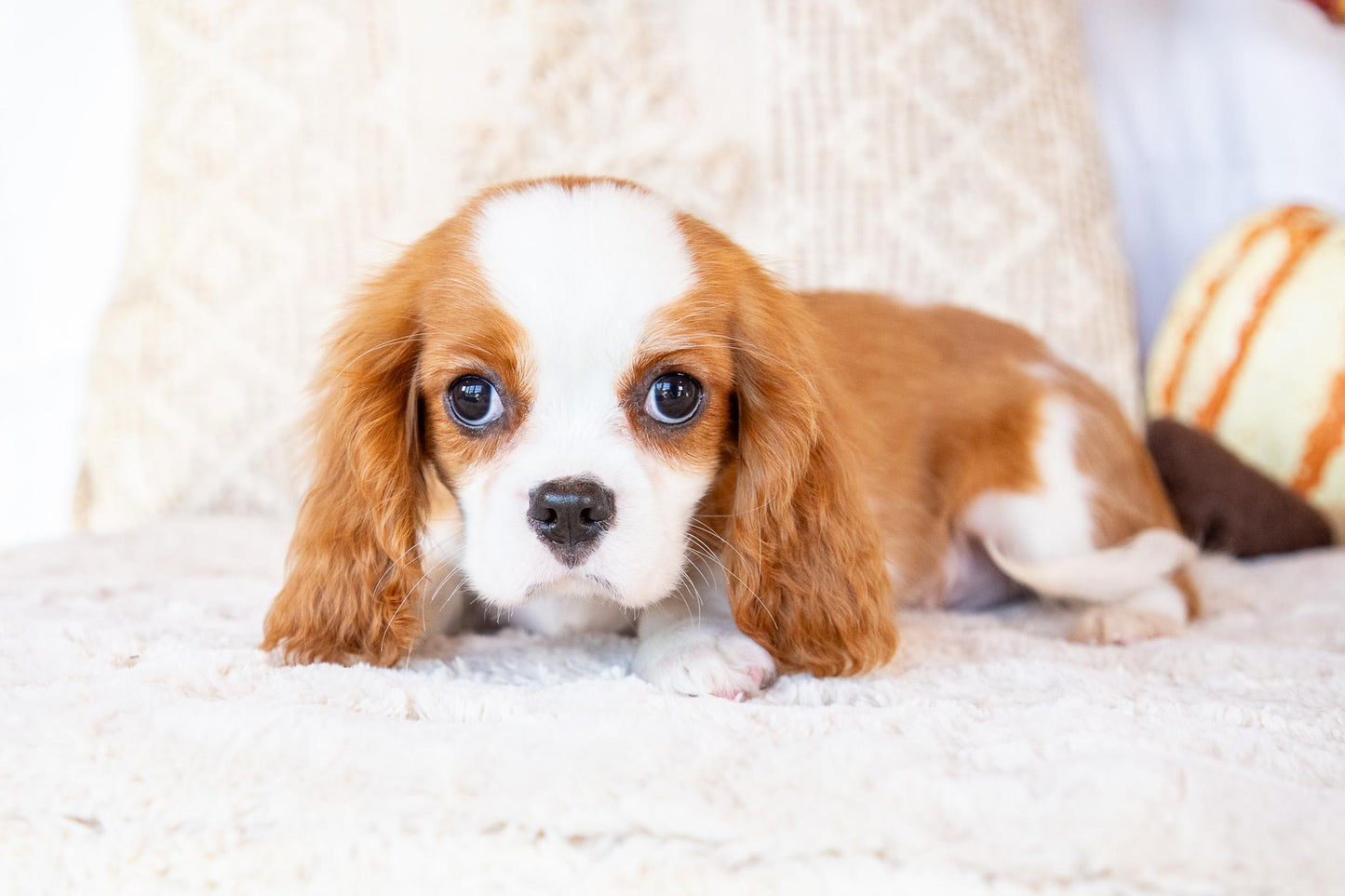 Polo-Cavalier King Charles Male