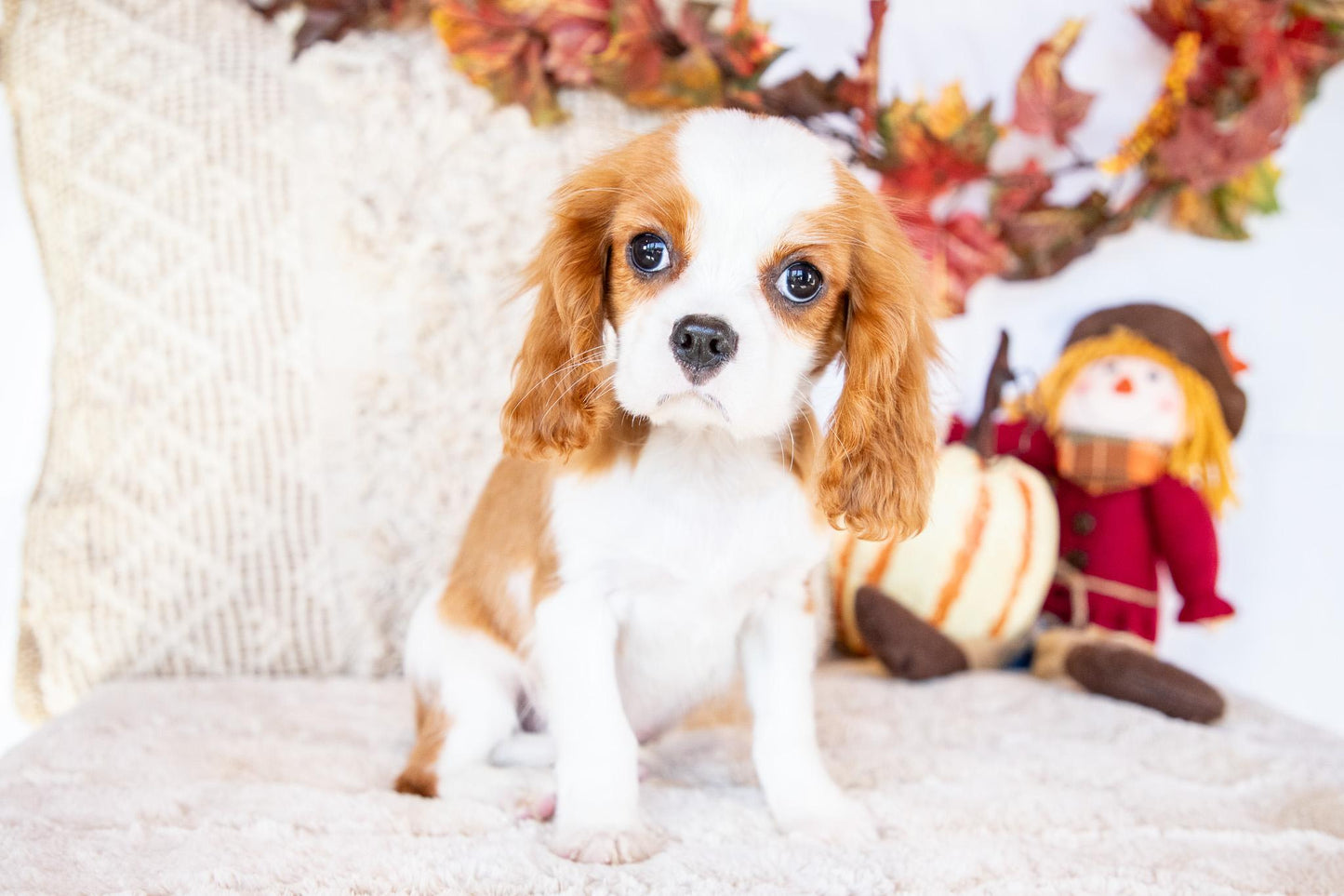 Polo-Cavalier King Charles Male