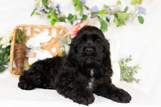 Cocker Spaniel Male (Walker)