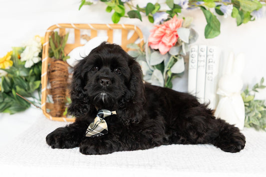 Cocker Spaniel Male (Vaylor)