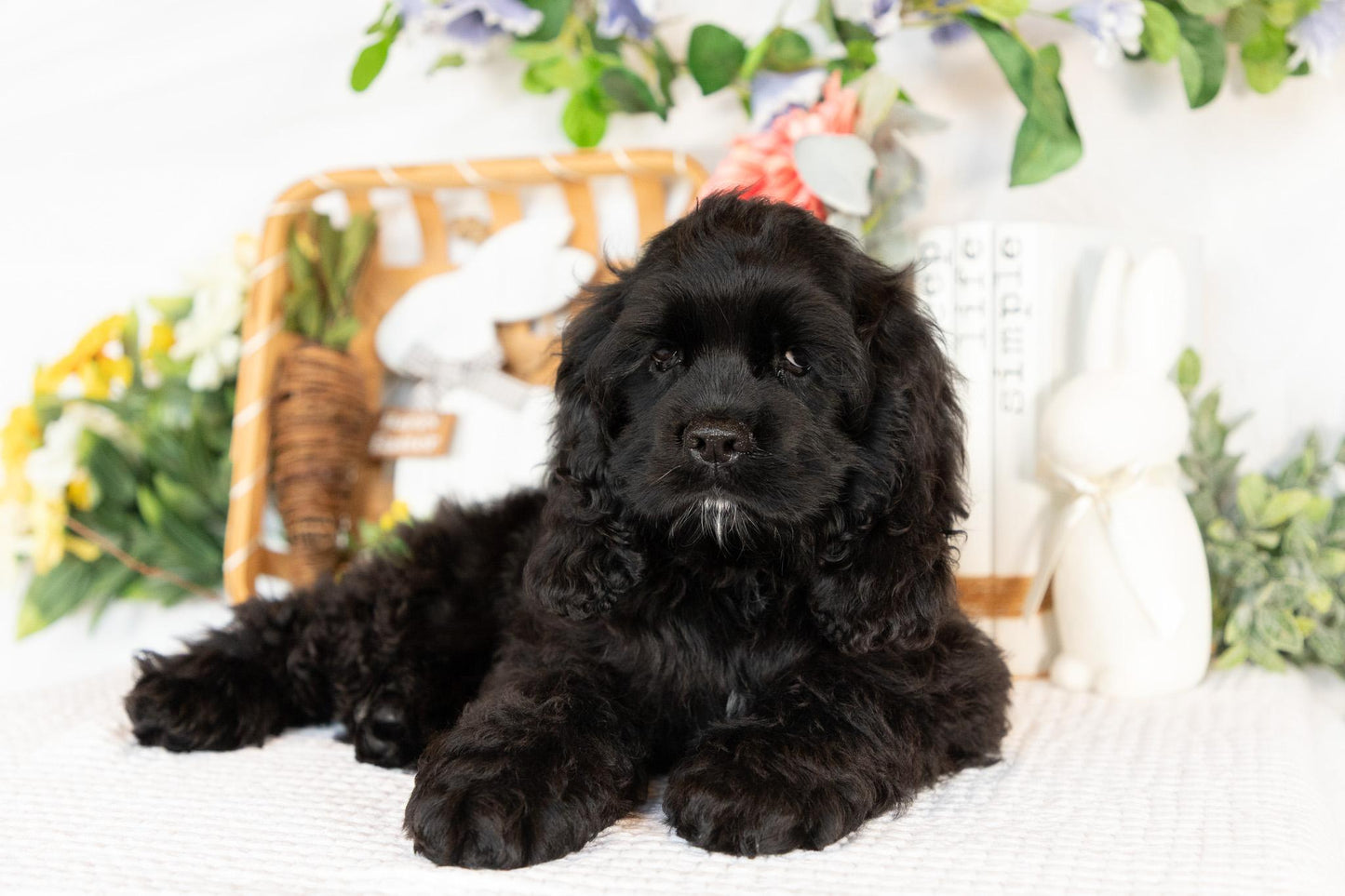 Cocker Spaniel Male (Vaylor)