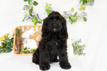 Cocker Spaniel Male (Vaylor)