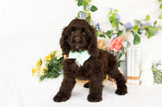 Cocker Spaniel Female (Maysilee)