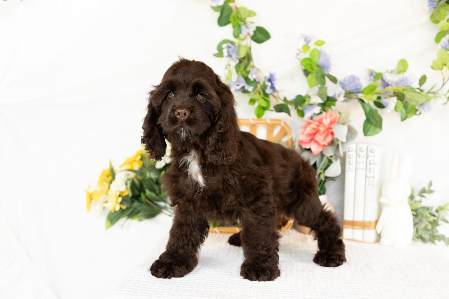 Cocker Spaniel Female (Maysilee)