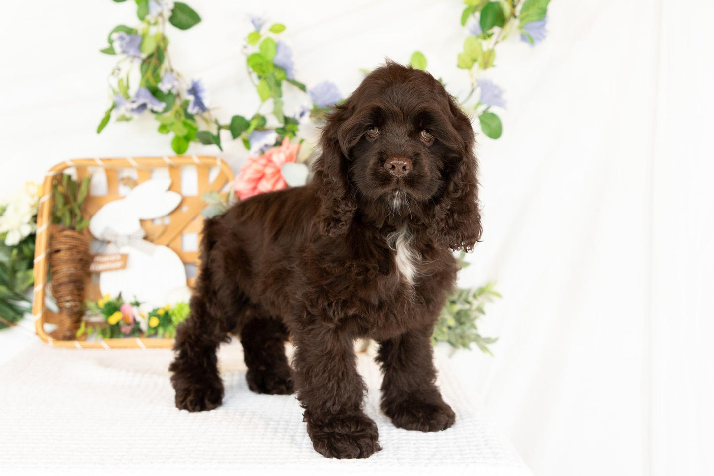 Cocker Spaniel Female (Maysilee)