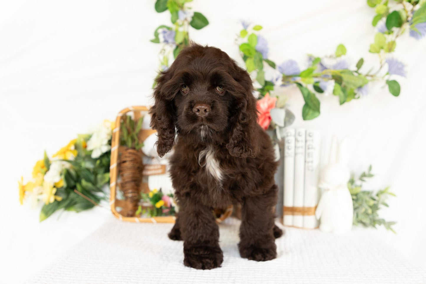 Cocker Spaniel Female (Maysilee)