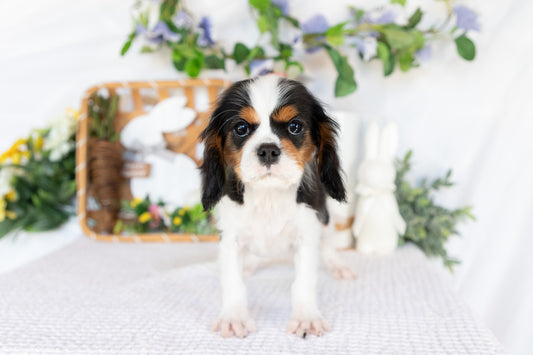 Cavalier King Charles Spaniel Male (Arlo)