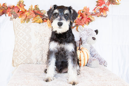 Louis-Miniature Schnauzer Male