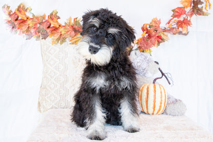 Logan-Miniature Schnauzer Male