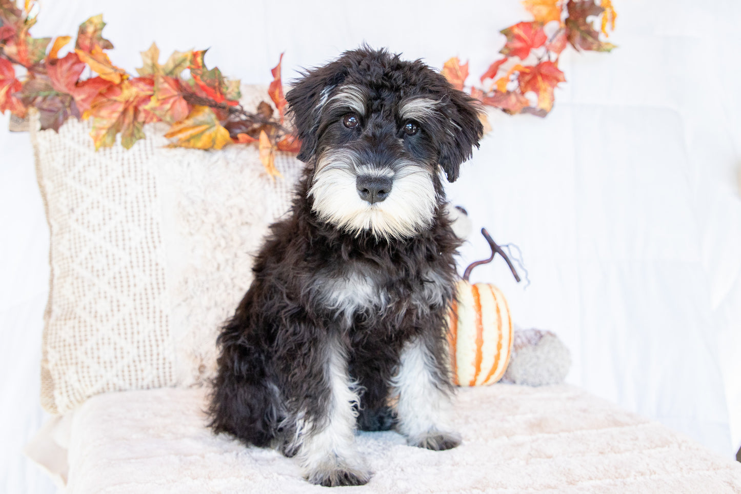 Logan-Miniature Schnauzer Male