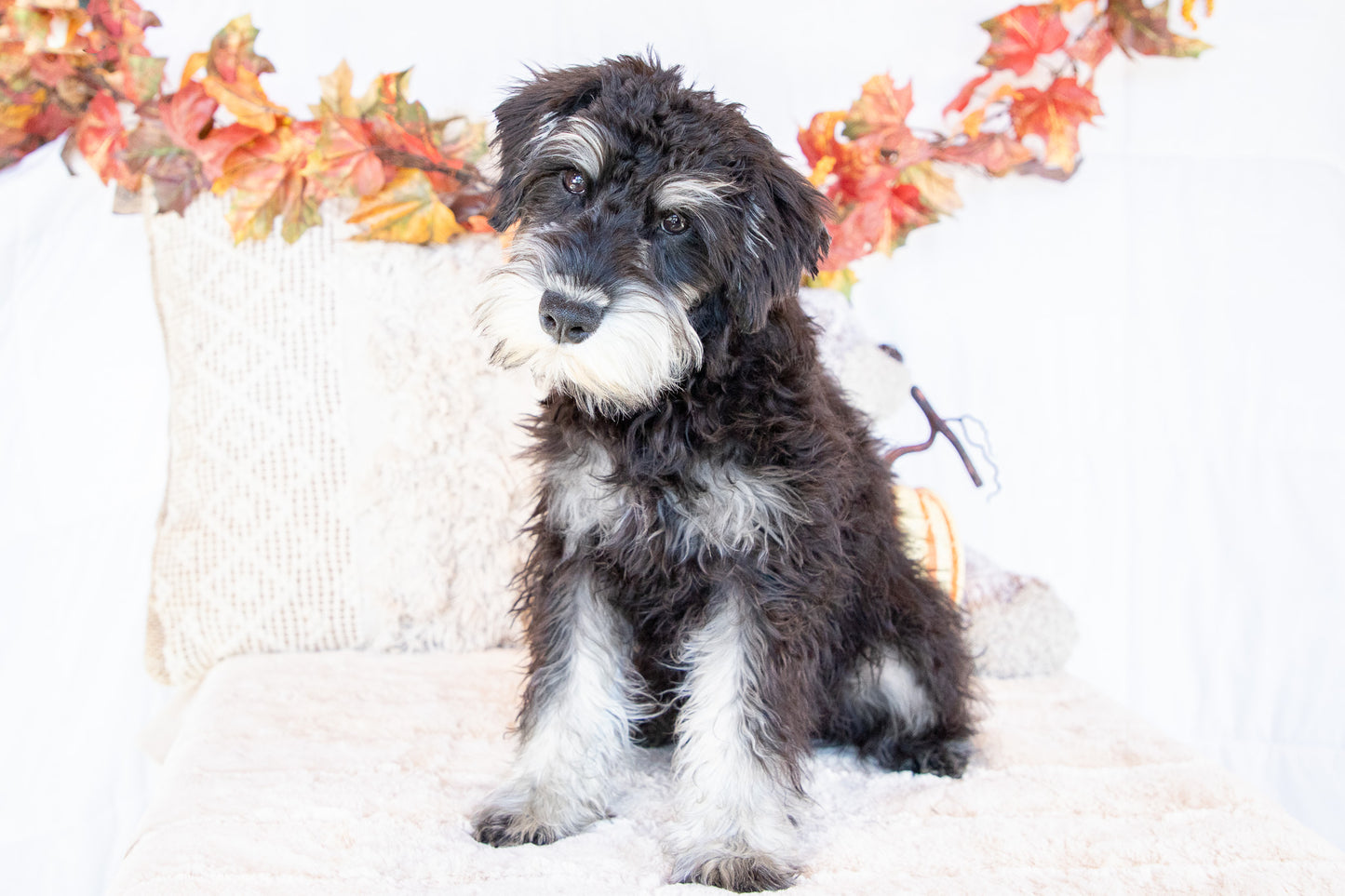 Logan-Miniature Schnauzer Male