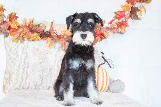 Layla-Miniature Schnauzer Female