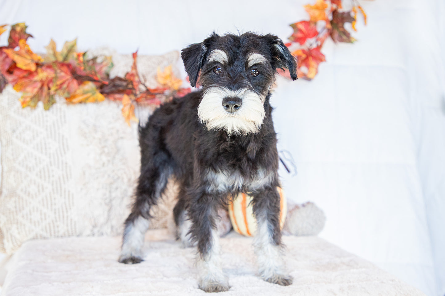 Layla-Miniature Schnauzer Female