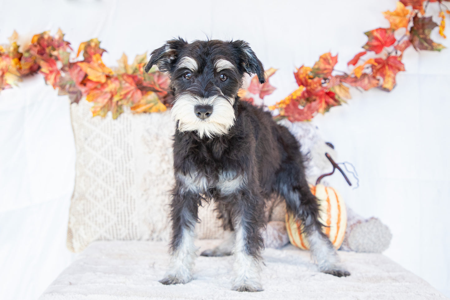 Layla-Miniature Schnauzer Female