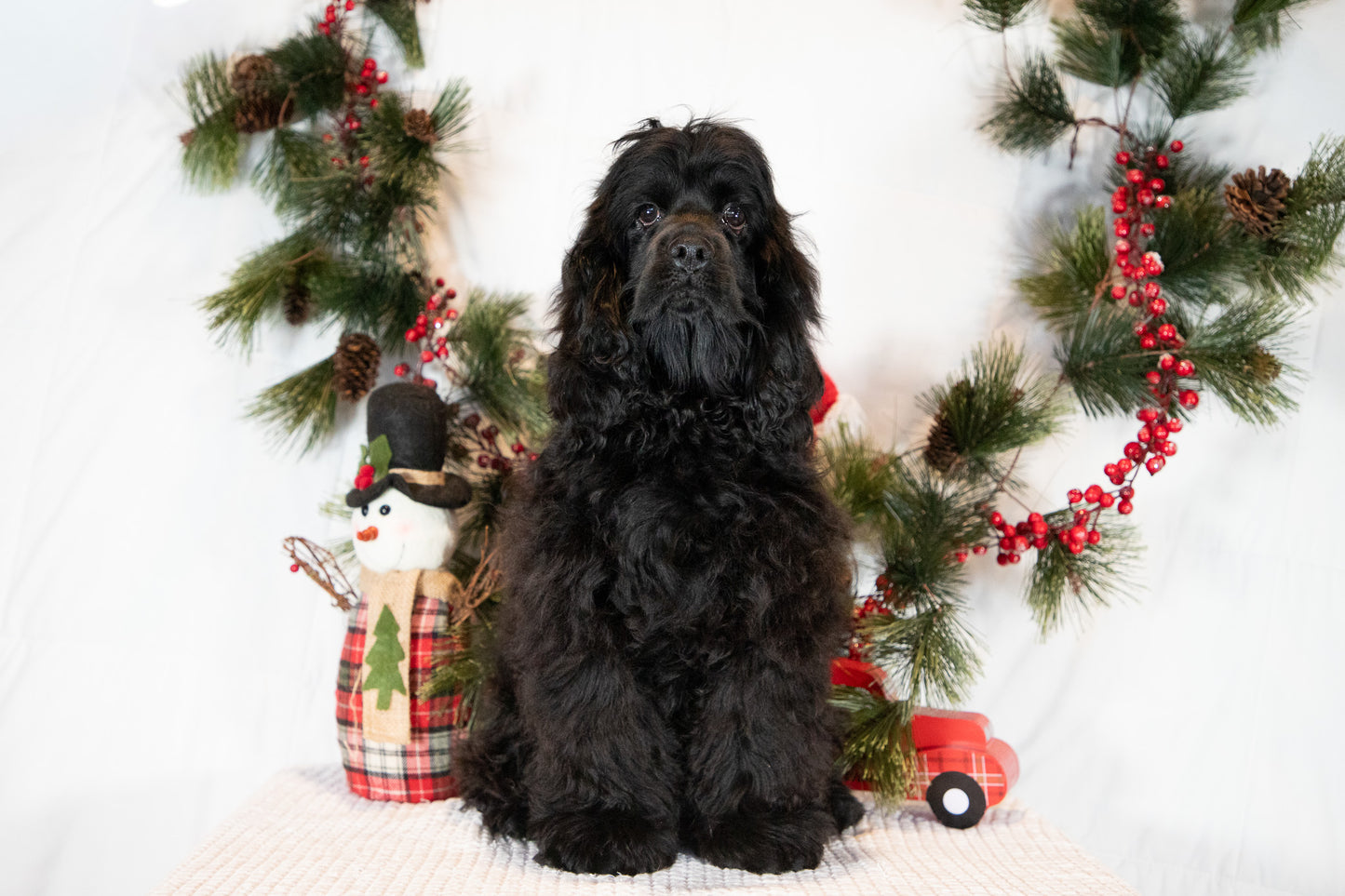 Cocker Spaniel Male (Charlie)
