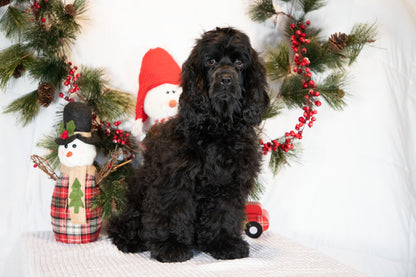 Cocker Spaniel Male (Charlie)