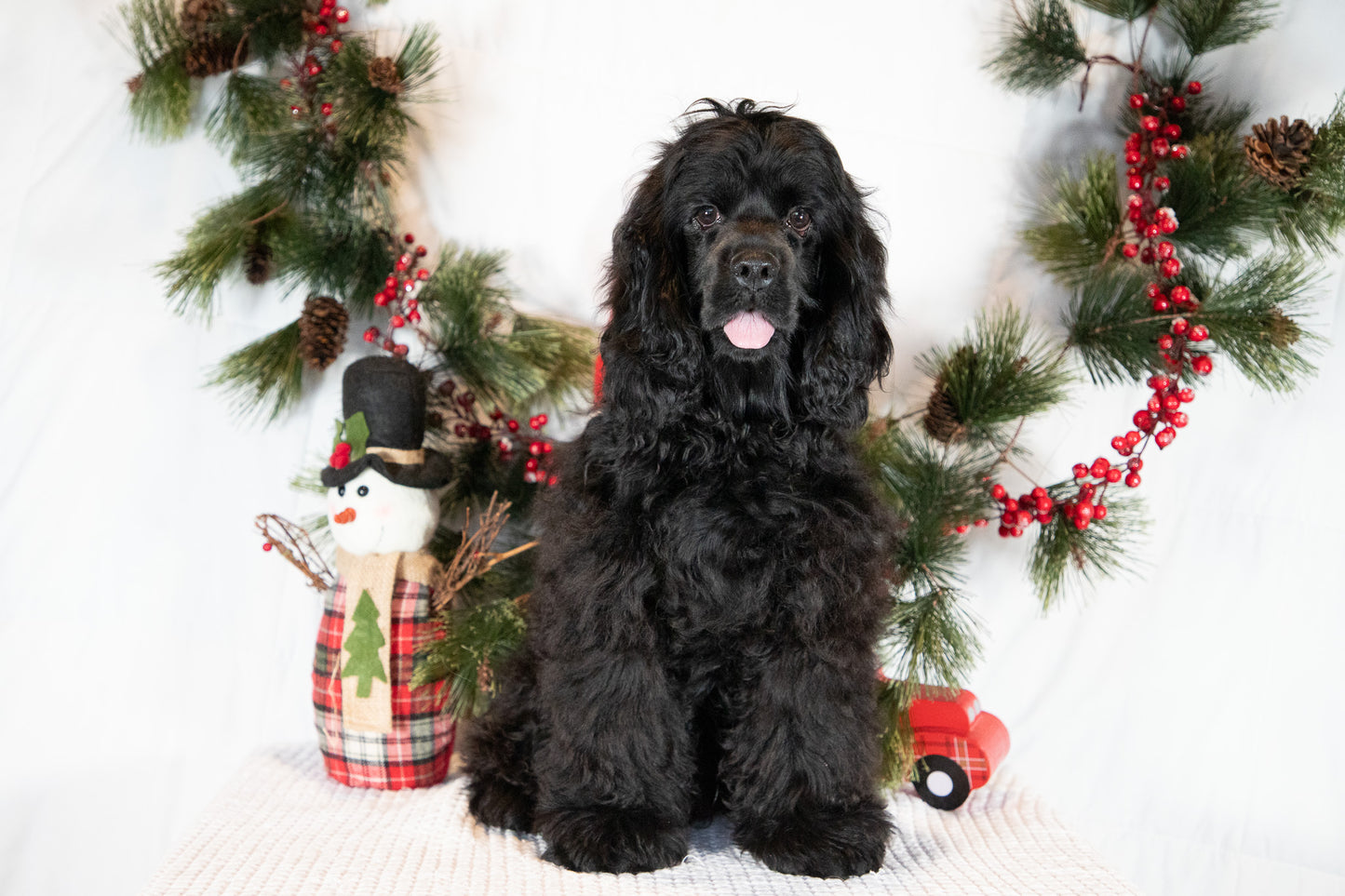 Cocker Spaniel Male (Charlie)