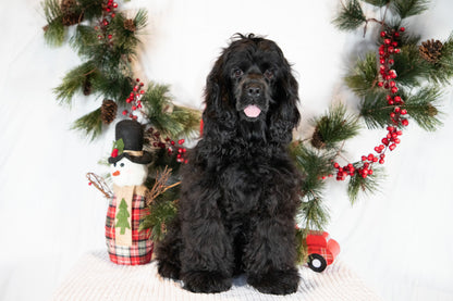 Cocker Spaniel Male (Charlie)