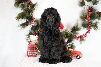 Cocker Spaniel Male (Charlie)